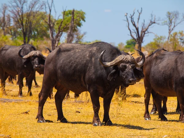 Buffalos sürüsü — Stok fotoğraf