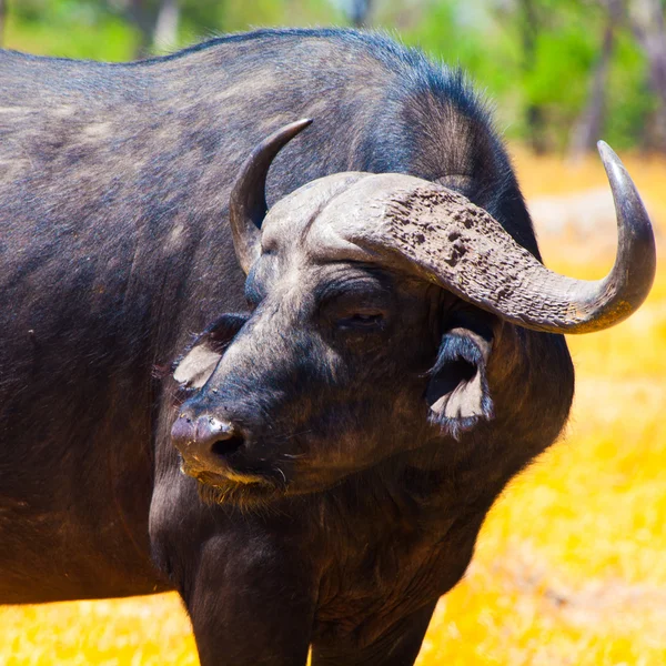 Bufalo arrabbiato — Foto Stock