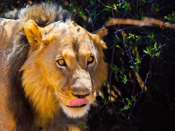 Lion med rosa tunga — Stockfoto