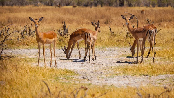 Beslag van impalas — Stockfoto
