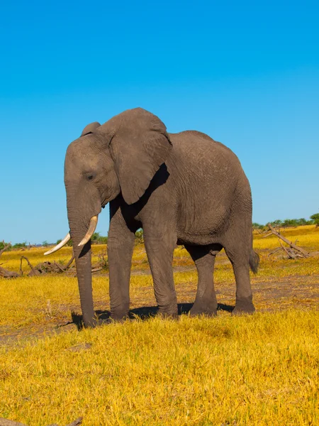 Elefante — Foto Stock