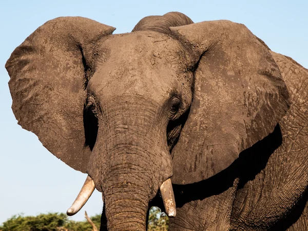 Detailed view of elephant's head — Stock Photo, Image