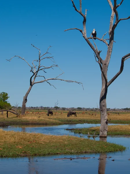 Savuti marsh — Stock fotografie