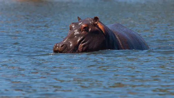 Verborgen hippo — Stockfoto