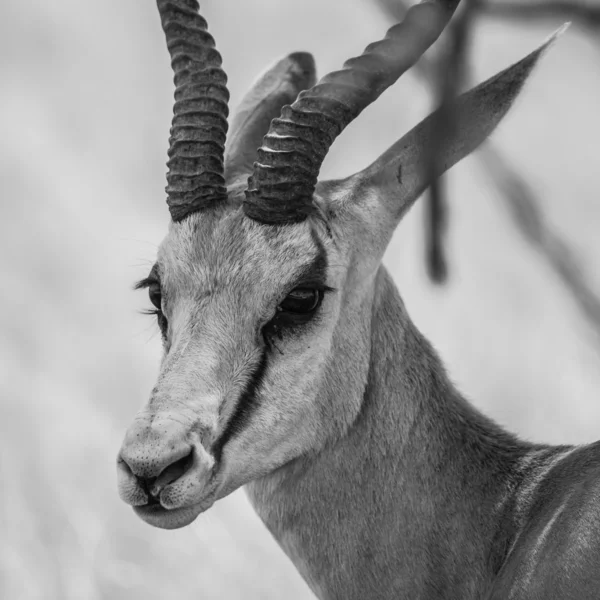 Antilopa skákavá - detailní pohled — Stock fotografie