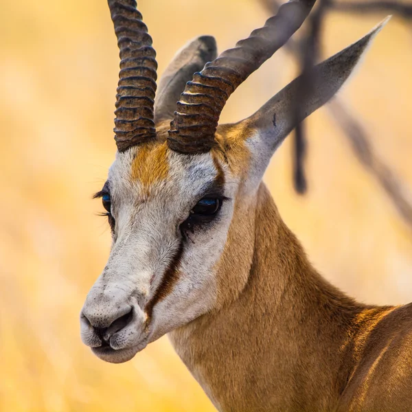 Springbok - szczegółowe informacje — Zdjęcie stockowe