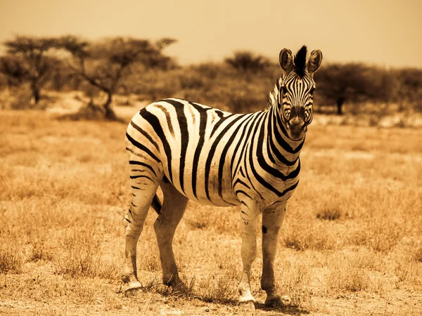 Bela Zebra — Fotografia de Stock