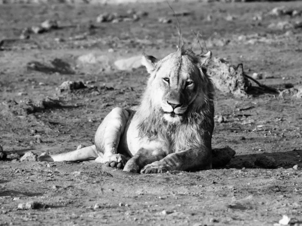 Лев отдыхает — стоковое фото