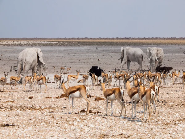 Many animals at waterhole — Stock Photo, Image