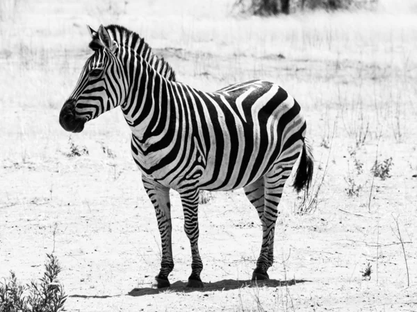 Bella Zebra — Foto Stock