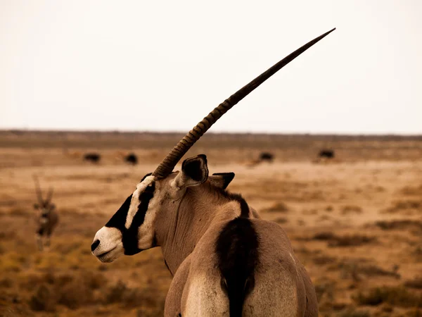羚羊羚羊 — 图库照片