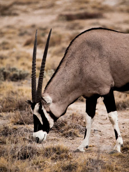 Antílope oryx — Fotografia de Stock