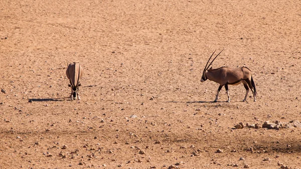 Dvě oryx antilopy — Stock fotografie