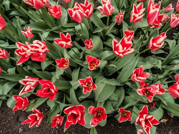 Tulipes rouges — Photo