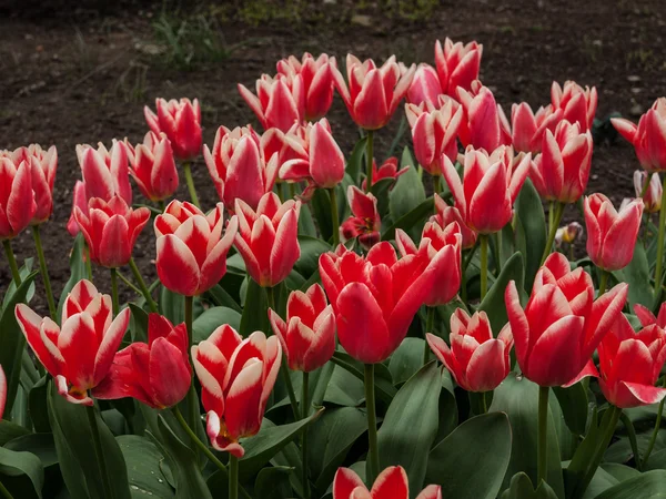 Rote Tulpen — Stockfoto