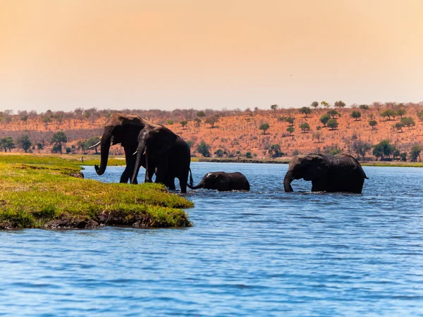 Elephans fording the river — Stock Photo, Image