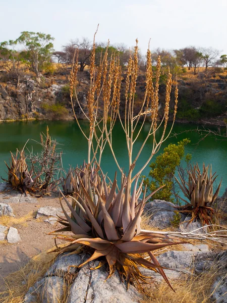 Suculent plants at Otjikoto lake — Stock Photo, Image