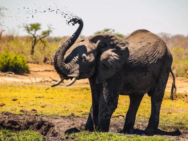 Spruzzi di fango elefante — Foto Stock