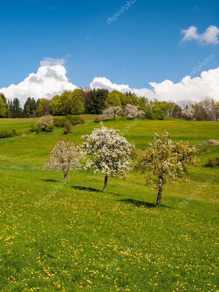 Alberi da tre frutto al centro di prato in una giornata soleggiata di primavera — Foto di pyty Trova immagini simili