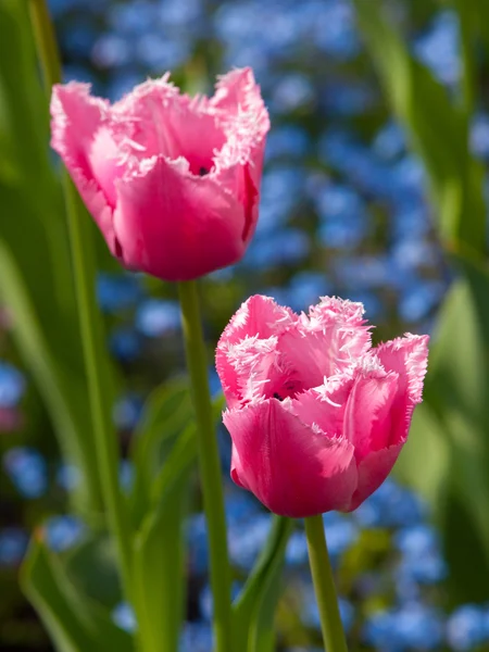 Rosa Tulpen — Stockfoto