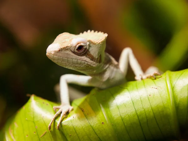 Basilisk Lizard — Stock Photo, Image