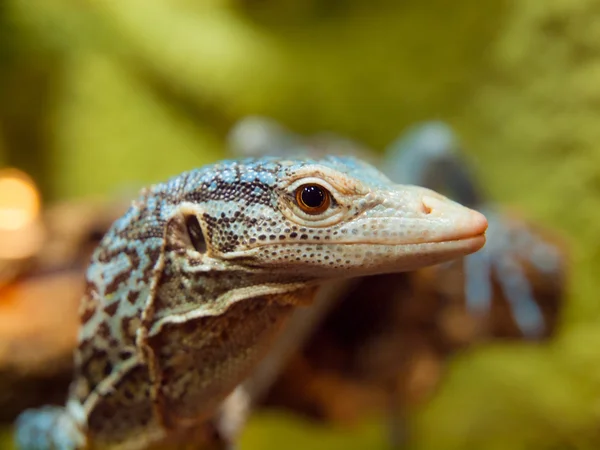 Blue Tree Monitor Lizard — Stock Photo, Image
