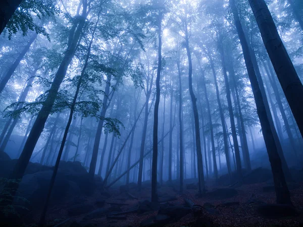 Мистический лес — стоковое фото