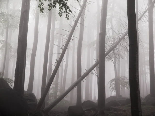 森の中の霧 — ストック写真