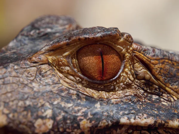 Cayman eye — Stock Photo, Image