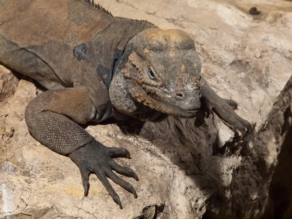 Gergedan iguana — Stok fotoğraf