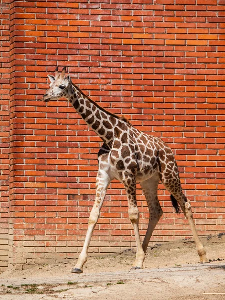 Jonge girafe in de dierentuin — Stockfoto