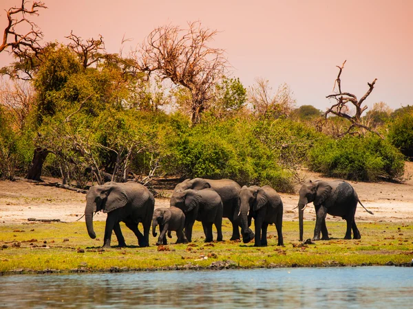 Elephant family at the river — Stock Photo, Image