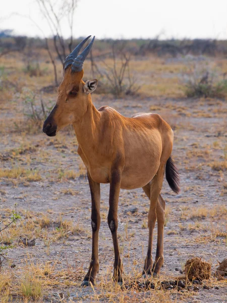 Hertbeest rouge dans la savane — Photo