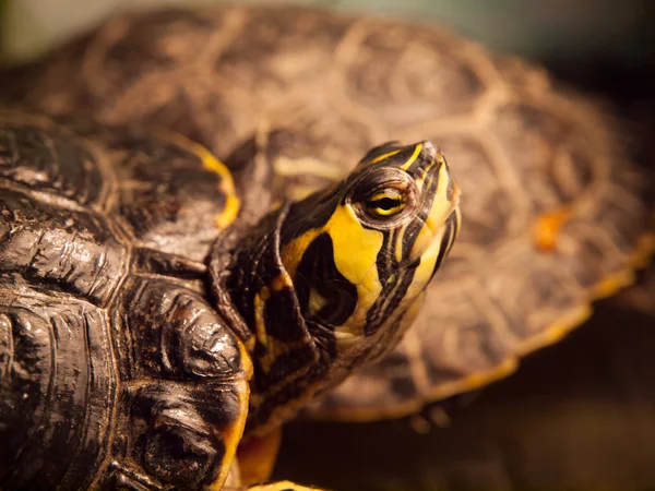 Red-eared slider turtle — Stock Photo, Image