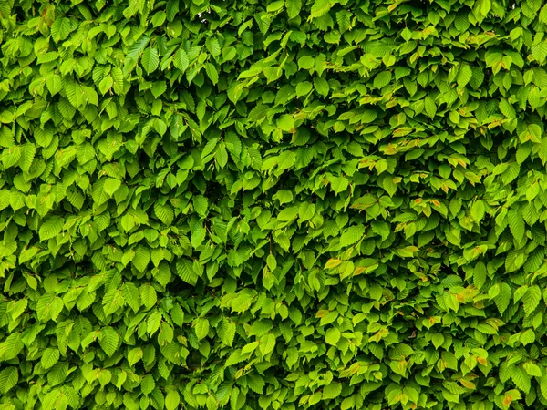 Grönt blad gackground — Stockfoto