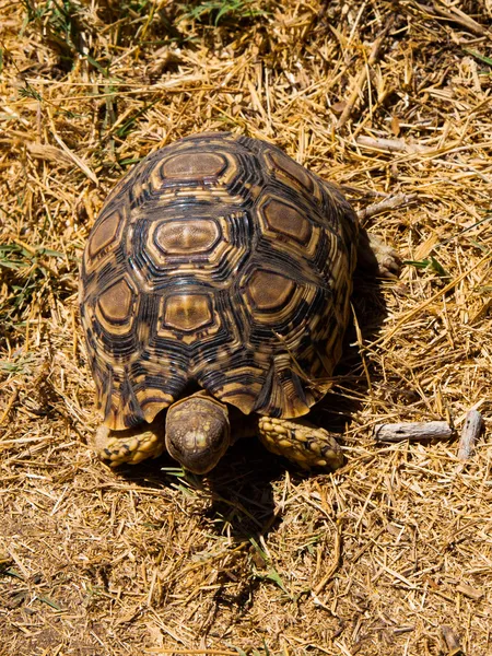 アフリカのカメ — ストック写真