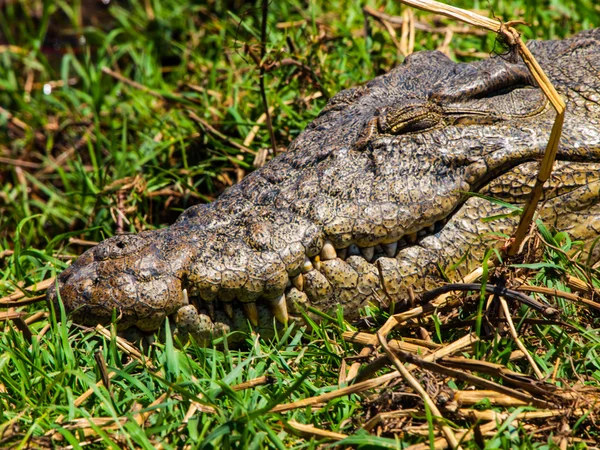 Kopf des Krokodils — Stockfoto