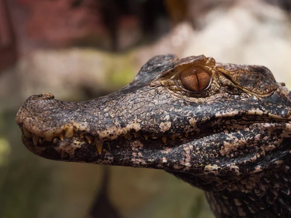 Caiman — Stock Photo, Image