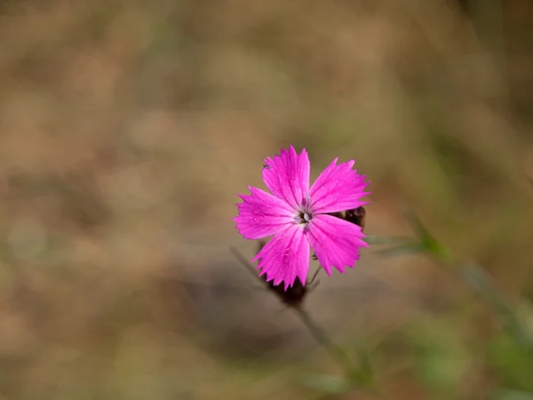 Dianthus-Blüte — Stockfoto