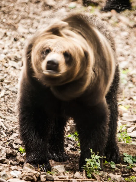 Bär schüttelt sich Wasser ab — Stockfoto