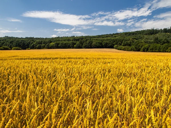 Złote lata pola — Zdjęcie stockowe