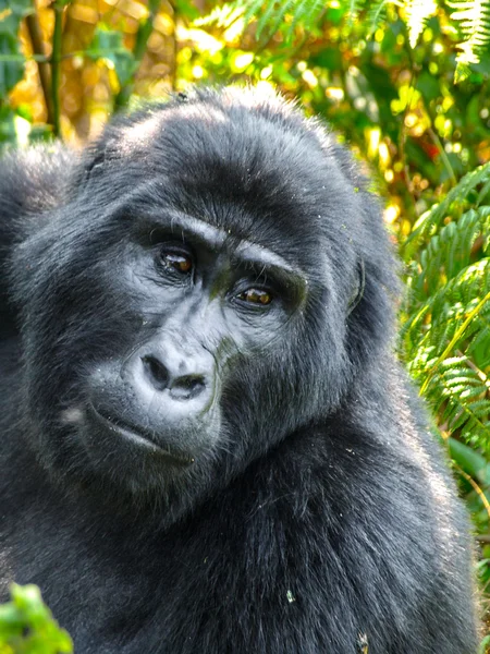 Occhi tristi di gorilla — Foto Stock