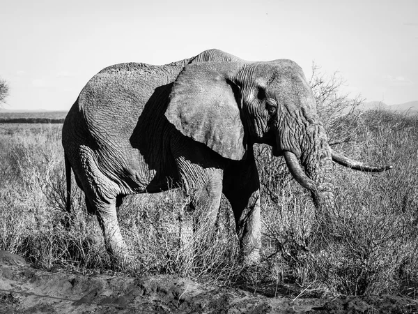 Vecchio elefante in bianco e nero — Foto Stock