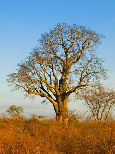 Baobabboom — Stockfoto