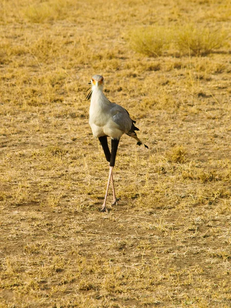 Secretarybird — 图库照片