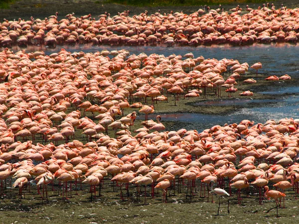 Flamingos im Schwarm — Stockfoto