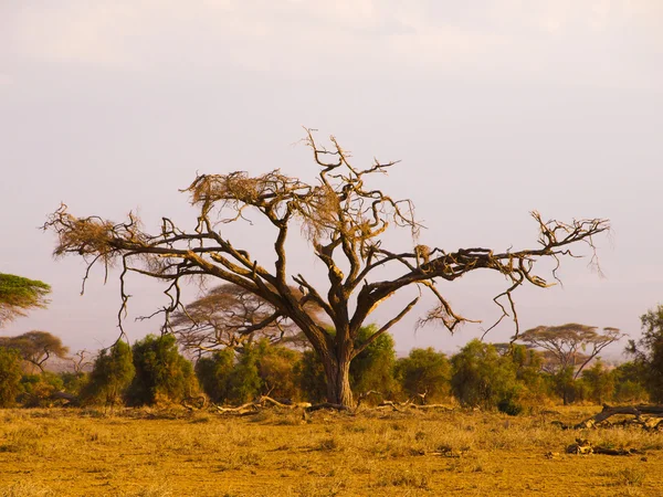 Gamla acacia träd — Stockfoto