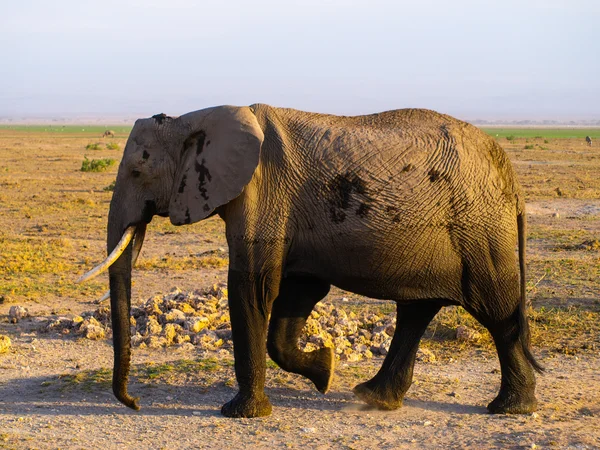 Old elephant — Stock Photo, Image