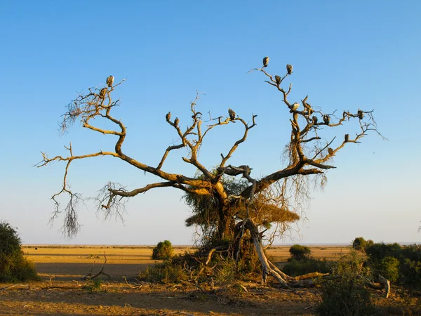 Dead tree with vultures — Stock Photo, Image