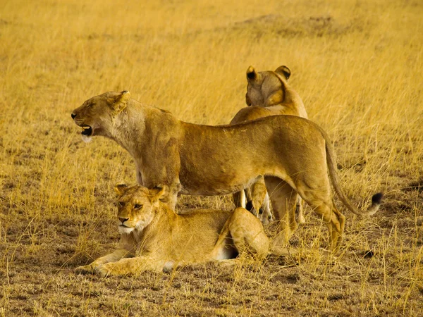 Η ομάδα των λιονταριών — Φωτογραφία Αρχείου